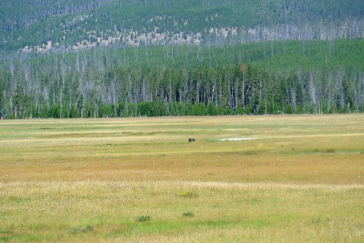 Yellowstone Wolf 26.7.
