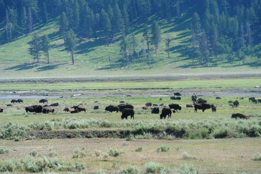 Yellowstone Wildlife 4
