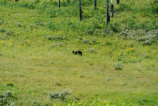 Yellowstone Bär
