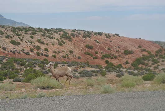 Bighorn Wildlife
