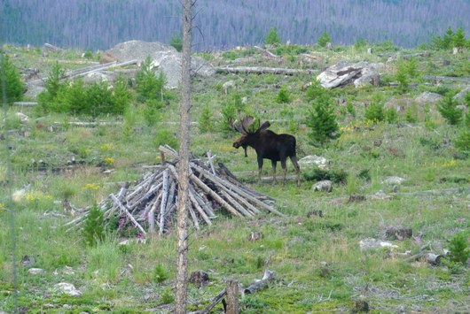 Rocky Wildlife 2
