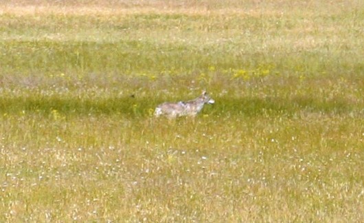 Yellowstone Wolf 3
