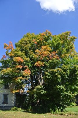 New England
