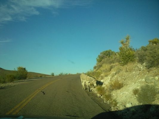 Esel auf der Route 66
