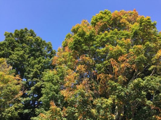 New England
