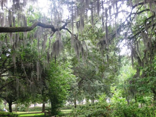Savannah
