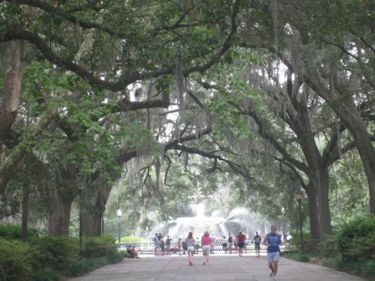 Savannah
