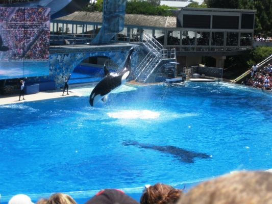 Sea World Shamu
