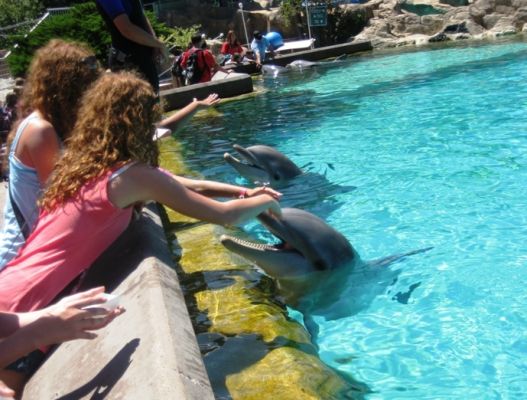 Sea World Delfine
