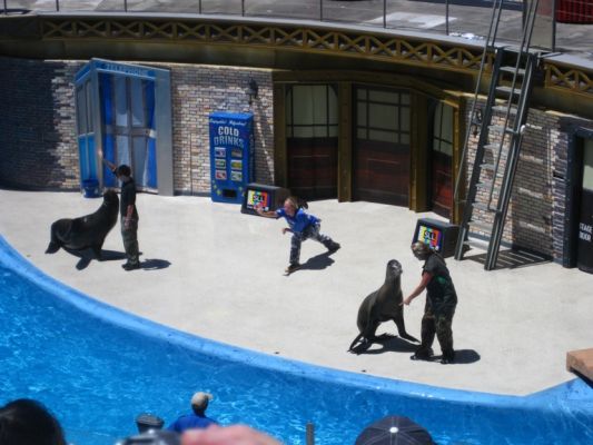 Sea World Seelöwen
