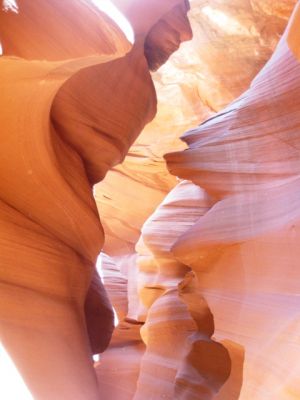 Antelope
