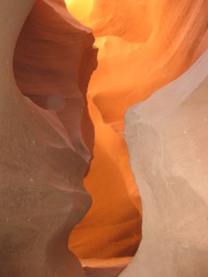 Antelope
