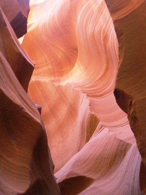 Antelope
