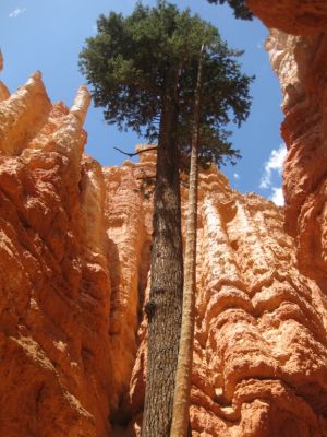 Bryce Canyon Navajo Loop Trail
