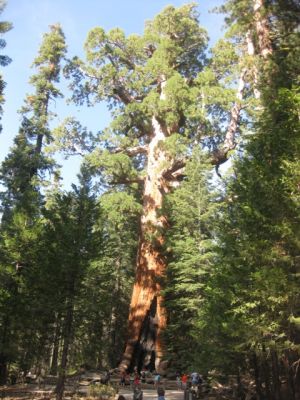 Yosemite NP Mariposa
