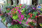 Niagara on the lake