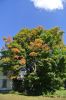 DSC_0524.jpeg