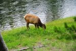 Yellowstone Wildlife 24.7.