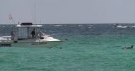 Delfin Panama