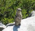 Im Yosemite NP
