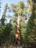 Yosemite NP Mariposa