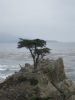 Highway 1 Lone Cypres
