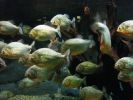 Piranhas