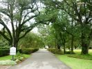 Oak Alley