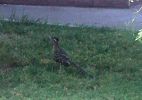 Roadrunner.jpg