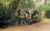 Golden Gate Park 1.jpg