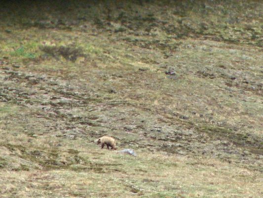 grizzly1.jpg