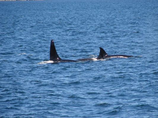 whale2.jpg