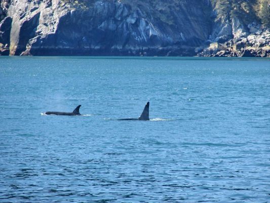 whales1.jpg