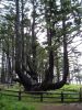 octopus_tree_cape_lookout_sp.jpg