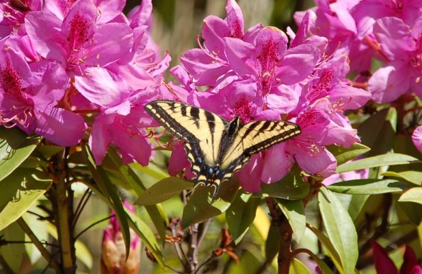 Kleine Pause 
Am George Dam im North Cascades NP
Schlüsselwörter: Schmetterling, Tier