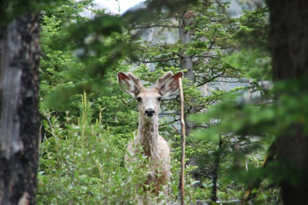 Wer ist wohl überraschter?
Plözlich stand es vor uns.
Schlüsselwörter: Deer, Tier