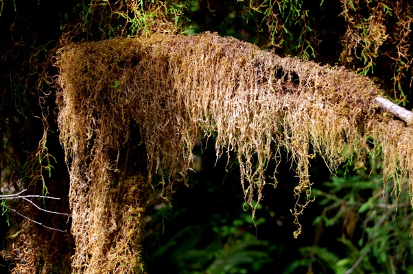 Spruce Nature Trail
