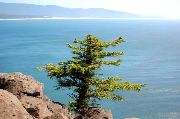 Cape Trail, Cape Lookout State Park
