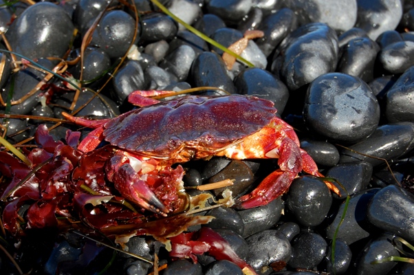 Krebs, Yaquina Head
