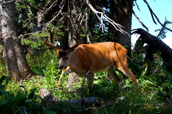 Reh, Olympic NP
