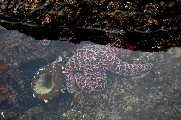 Seestern & Anemone
