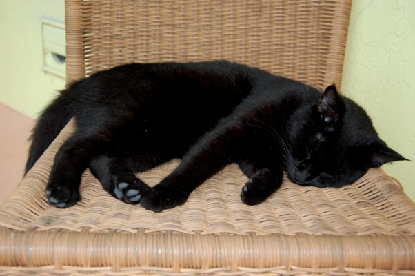 Katze im Anna Maria Island Beach Resort
