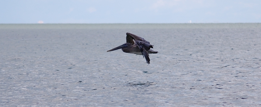 Fliegender Pelikan, Sanibel Island

