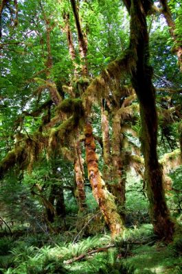 Hall of Mosses Trail
