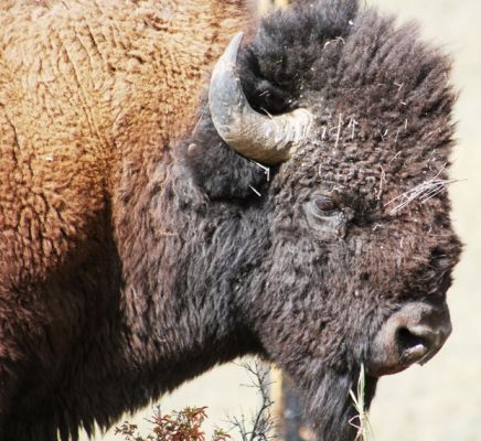 Bison in Nahaufnahme
