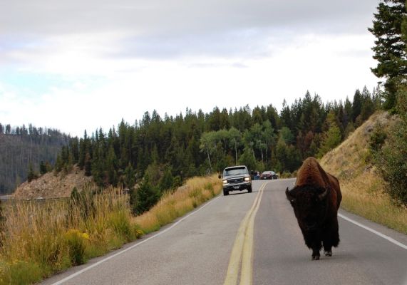 Bison auf der Strasse
