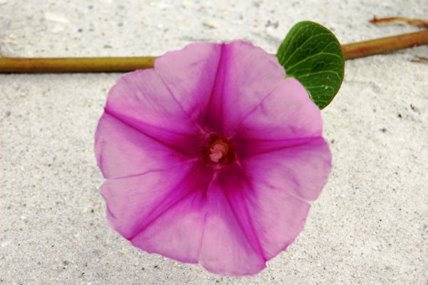 Blume, Cayo Costa
