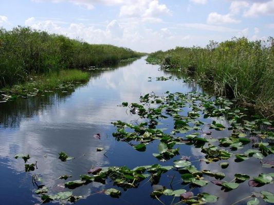 Everglades
