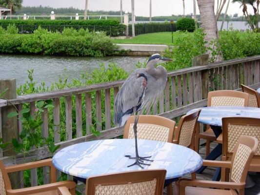 Fischreiher Turtle Restaurant
