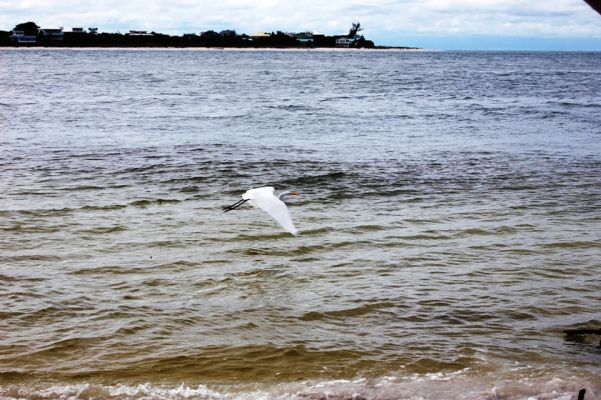 Fliegender Silberreiher, Cayo Costa
